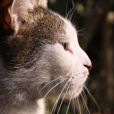 LeominHiperion's profile picture. 