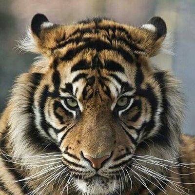 QVicmorrou's profile picture. ser original