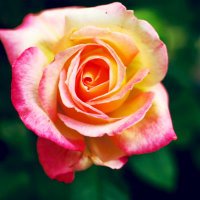 Just a Bachelor🌹 (@steal_ya_4_asec) 's Twitter Profile