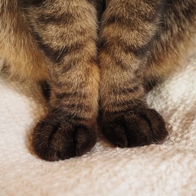 55kizys's profile picture. おもしろ２にゃんを満喫中