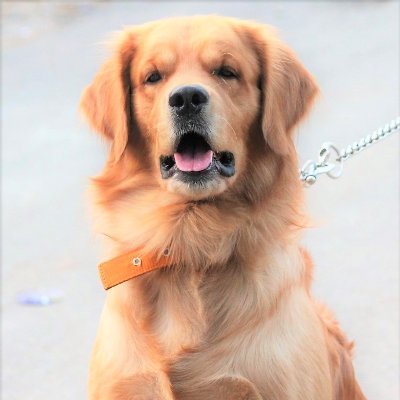 A Golden Doggo who Loves Making Frens!🐶🐶
Love Treats & YouTube Buddies! 🥳🤩
No DM's Pls
Follow Me on Instagram: https://t.co/GYPhKMKDxv