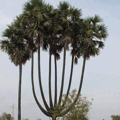 raheem33893377's profile picture. Sports Reality TV