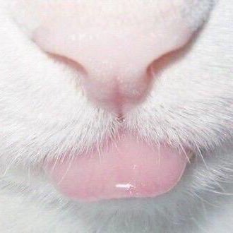 rcnpop's profile picture. HL