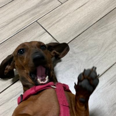 sluttyenchilada's profile picture. hot fries girl