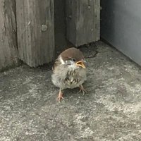 かもし (@ddpnn8dycutuz1h) 's Twitter Profile