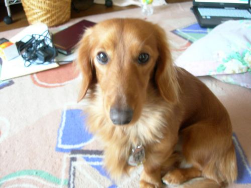 wasabiyuzu's profile picture. 何年か前まで北海道に住んでました。嫁、子供３人、犬４匹の大家族です。仕事もそこそこ忙しく、奮闘しながら生きています！