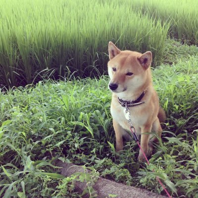 OId2Nogk4MEmfig's profile picture. 大学生 個別株投資始めました🔰 QPS研究所 500株  新都ホール2000株 スターシーズ 1100株