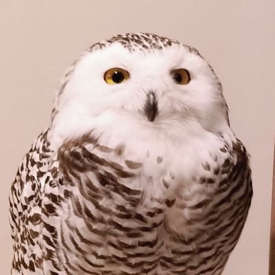 popo_owl's profile picture. 🌻ぽにゃんです🌻ぽぽぽぽぽ🦉5歳🌻転載禁止🦉snowy owl POPO🦉5years age🤍
No Unauthorized Reproduction🌻Link list→https://t.co/eIcebfjqLl🦉
