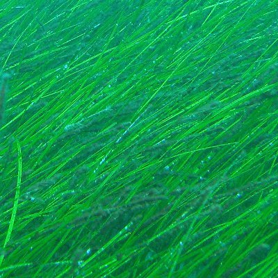 Conservación y restauración de praderas de fanerógamas marinas.
Seagrass conservation & restoration.