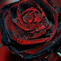 Lazydayz (@lazydayz1972) 's Twitter Profile