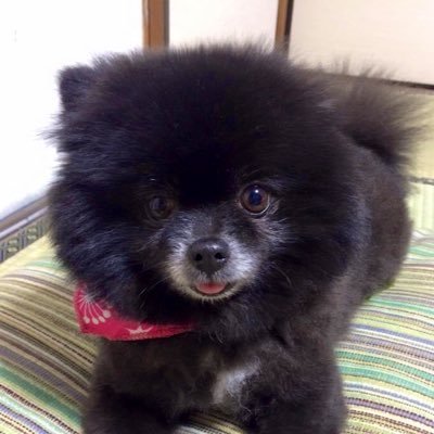 cima09106's profile picture. 写真は大抵iPhone15PROMAX📱かCanon 90D📷 野外撮影会のシャボン玉使い🫧 投稿写真は大体タイムトラベラー⌚️ ★★下記記載しましたが、今後の有償参加📷活動は全て未定です🙇‍♂️DM下さる方々もご理解ください★★ 🪷ちゃん卒業に伴い地下現場の出没は気まぐれに👀