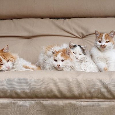 nazila52847861's profile picture. travel