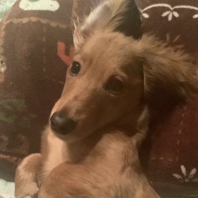 居酒屋の看板社長犬虎助 ぼくちん看板見習い社長犬 今日はママが何やら作成中 ってデカすぎん ぼくちんのお店名物1キロ弁当 なり ママソレ1キロ以上あるし蓋ができないよ 居酒屋 お弁当 1キロ弁当 ミニチュアダックスフンド パピー 保護 居酒屋の看板社長犬虎助 ぼくちん看板見習い社長犬 今日はママが何やら作成中 ってデカすぎん ぼくちんのお店名物1キロ弁当 なり ママソレ1キロ以上あるし蓋ができないよ 居酒屋 お弁当 1キロ弁当 ミニチュアダックスフンド パピー 保護