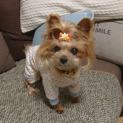 桜餅 うちは 生まれてしばらくはやはりロイヤルカナンでしたが 途中からヤラーに変えて現在に至ります 涙やけや体臭などいい感じです 桜餅 うちは 生まれてしばらくはやはりロイヤルカナンでしたが 途中からヤラーに変えて現在に至ります 涙やけや体臭などいい感じです