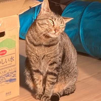j3CGyNmw0zHnaZE's profile picture. けむし5歳になりました！おしゃべりで甘えん坊な元野良猫の女の子です。2021年9月末に白血病リンパ腫と診断されました。2022年2月に抗がん剤治療を完走し、経過観察中‼️けむしスタンプ発売中😊