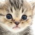 子猫752 (@fypkhx7whe5oymg) Twitter profile photo 子猫752 (@fypkhx7whe5oymg) Twitter profile photo