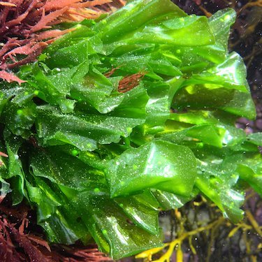 Taxonomy matters !

Join the @Safe_Seaweed Coalition!

➡️ https://t.co/smIeN0VWgd

#SeaweedRevolution

#SafeSeaweedCoalition