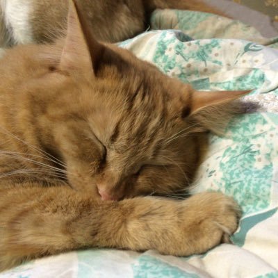 ssdmairo815's profile picture. 30↑社会人🚺/🎮やるのも観るのも好き/🎮→三人称さん、標準さん/🌈🕒→🌞,🌩️🦒/星野源さん(おプレミアム)