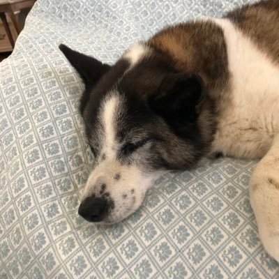 KeikoKaja's profile picture. 渡英16年目。ロンドン在住13年。 アラフォー子ども2人とドタバタ生活してます。 基本的に毎日思ったことを呟くだけ。