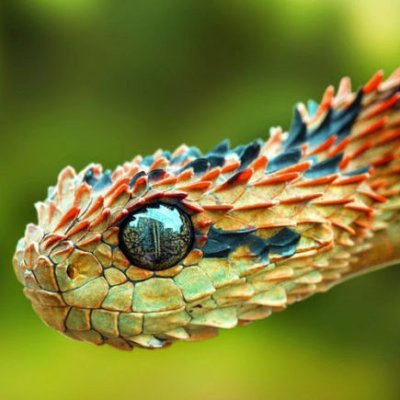 Jed_Waterman's profile picture. uh look at the cool snake :()