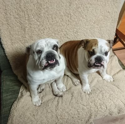 Ramanujan_pupil's profile picture. im in tokyo, japan. i like math.