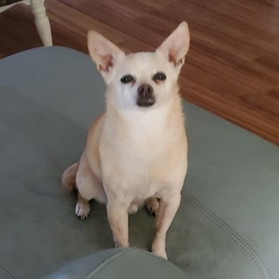 KozimorKutu's profile picture. dog of Kozimor give food