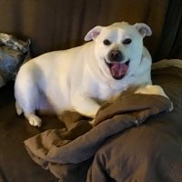 Cookie’s Mama 💙🇺🇦🇺🇸🇮🇱✌️no dm’s (@momwantsjustice) 's Twitter Profile