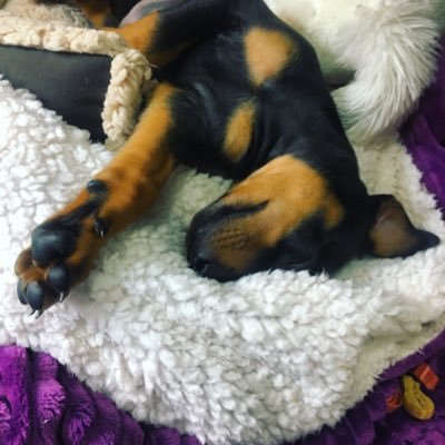 🐶Isis y sus amigos te recomendarán temas de salud física 🦮 y mental 💡, cuidados, 💖alimentación 🦴, entrenamiento 🏋🏻, juegos ⚽️ y consejos .🎯