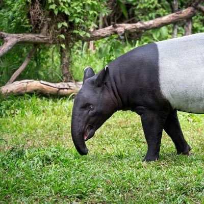 animal_rater's profile picture. I post some interesting animal stuff 🐒🐬🦥