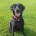 Angel Archie The Labrador (@labradorarchie) Twitter profile photo Angel Archie The Labrador (@labradorarchie) Twitter profile photo