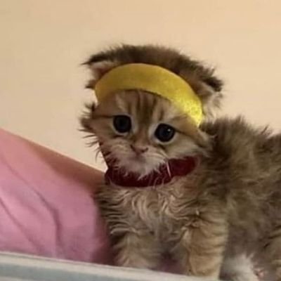 feverented's profile picture. 27 f reylo at heart