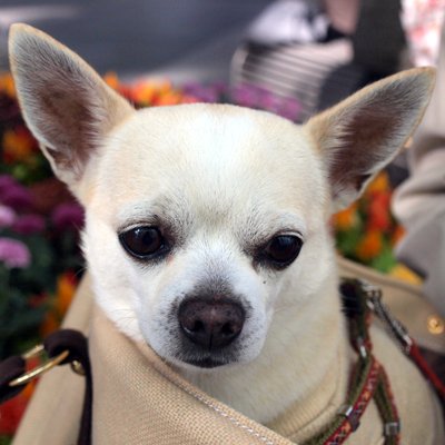 がりン En Twitter 犬の口にはゴムパッキンがついている キリンの口には甘食がついている