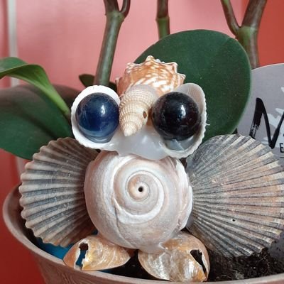 ShelliesSea's profile picture. ETSY LINK IN BIO! Handmade shell decor! 🐚💜🐚

Bringing the shoreline to your shelves! 😉🐚😉

By Justine Rose

Etsy Shop Open Now!