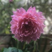 VisitEnniscorthy (@enniscorthyexit) 's Twitter Profile