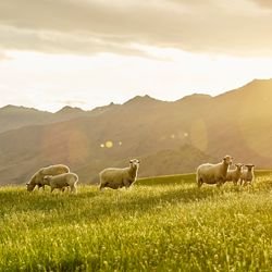 We aim to help Kiwis make more informed decisions by providing proven, fact-based info about NZ beef and sheep farming methods. #makingmeatbetter