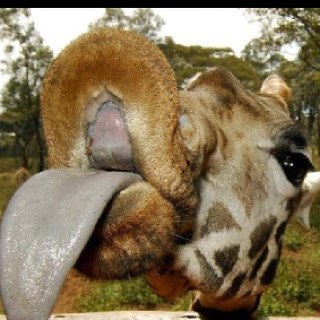 JeanLelliott's profile picture. 