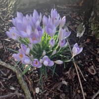 Catherine Smethurst (@catherinesmeth1) 's Twitter Profile