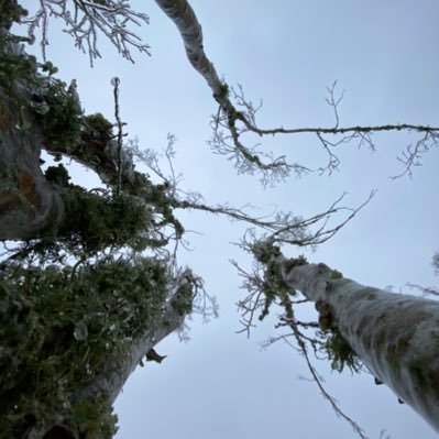 antiansinong's profile picture. 