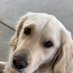 Larry101 🐾Golden (@larrygaoboy) Twitter profile photo Larry101 🐾Golden (@larrygaoboy) Twitter profile photo