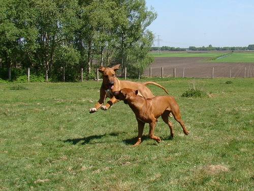 Love Rhodesian ridgebacks, dogshows, and breeding