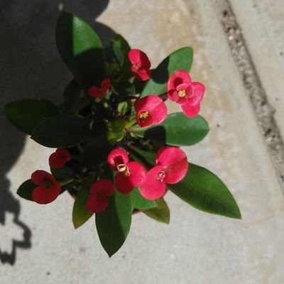 草花の名前を覚えたくてTwitterで花日記を始めました。季節が一回りするまで続けるつもりでしたが翌年になると覚えたはずの名前が出てこない💦。まだまだ知らない花も沢山あるので、もうしばらく続けるつもりです🌺。
🙇DMは見ません。‼️