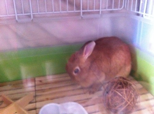 usappi_28's profile picture. Twitter始めました(^-^)/始めたばっかりで苦戦してますがよろしくです＼(^o^)／ とりあえず今はうさぎが好きなのと仕事が忙しくて癒しが欲しい毎日です☻