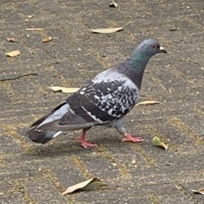 TOEIC800点を目指して。何回失敗しても、頑張れるメンタルを持ちたい!継続は力なり!日々、覚えたことを呟きます。(再開しました^_^)