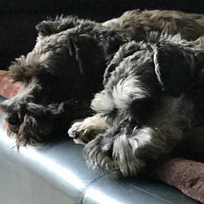 Australian/American. Bi-altitudinal. Making friends with Chronic Pain and Depression. Full Spectrum woman. Schnauzers!! Mindfully kind except when I am not!