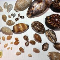 【沖縄産・大型】タカラガイ 沖縄産・大型】タカラガイ