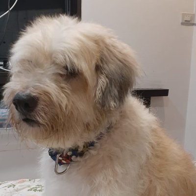 glocal_tim's profile picture. 