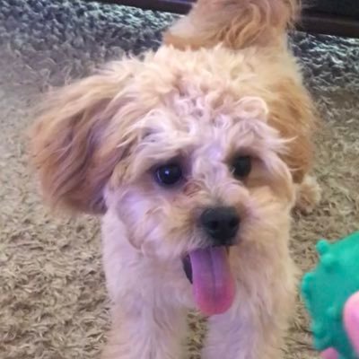 hiro_421's profile picture. 漫画とアニメとドラクエⅩといいちこと愛犬のために生きてます