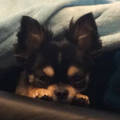 model388045243's profile picture. Tokyo tesla ロングコートチワワ　ゴルフ