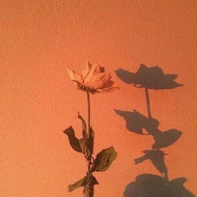 alejandro12120's profile picture. Quédate a verme bailar 💫