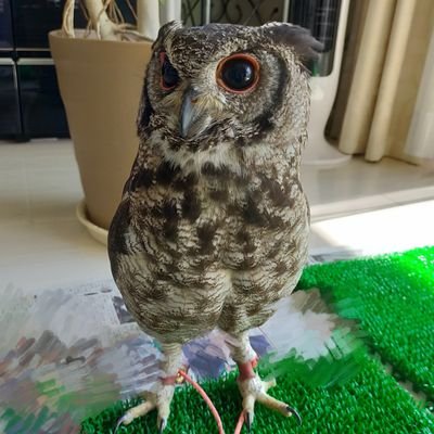 2020年11月9日にお迎えしましたアビシニアンワシミミズクです🦉
アビィは2020年4月23日生まれです🦉
勉強中ですがフクロウLifeを楽しんでいます☺️
13年になるアカミミガメ♀クサガメ♂もいます🐢🐢
お互いに癒やされる関係になりたいです💕
　#アビシニアンワシミミズク